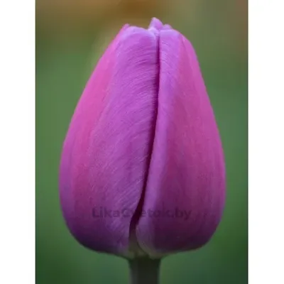 Тюльпан Пёрпл Лорд