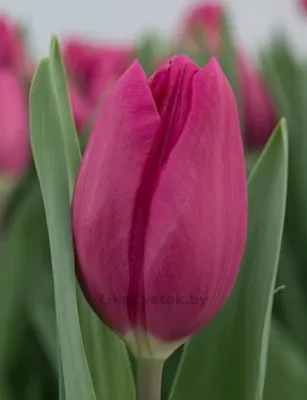 Тюльпан Пёрпл рэйвен