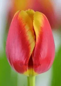 Тюльпан Реплэй