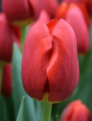 Тюльпан Рескью