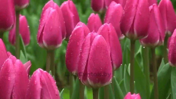 Тюльпан Рози Делайт