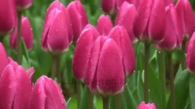 Тюльпан Рози Делайт