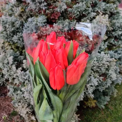 Тюльпан Роял Черри