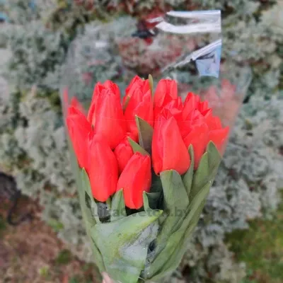 Тюльпан Роял Черри