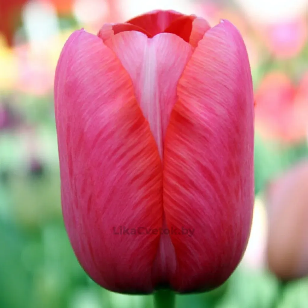 Тюльпан Роял Черри