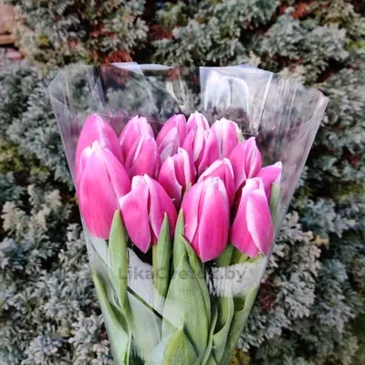 Тюльпан Синаеда Блу