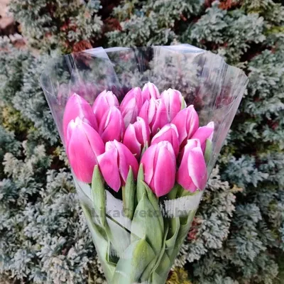 Тюльпан Синаеда Блу