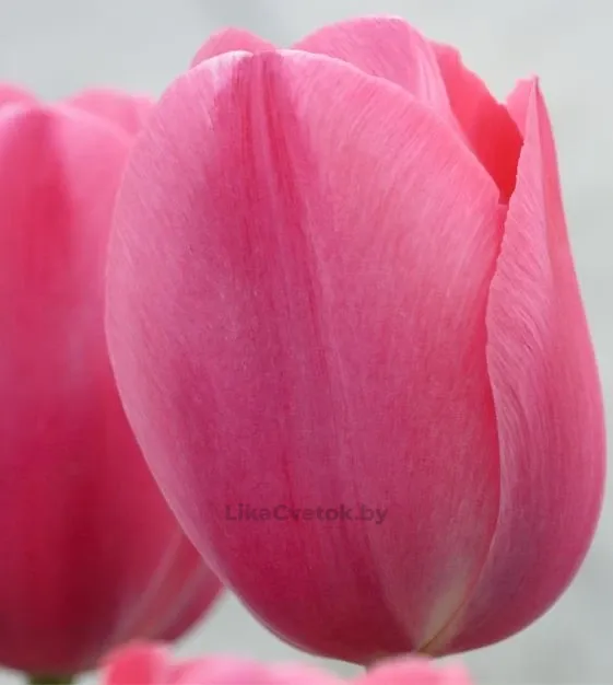 Тюльпан Сисси