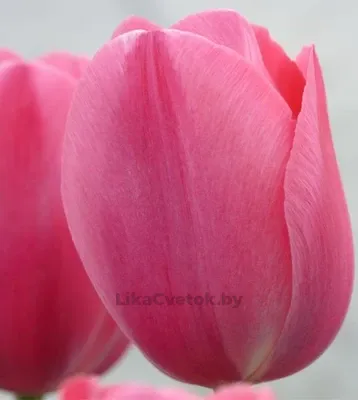 Тюльпан Сисси