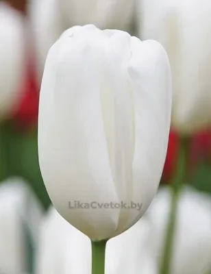 Тюльпан Сноуборд