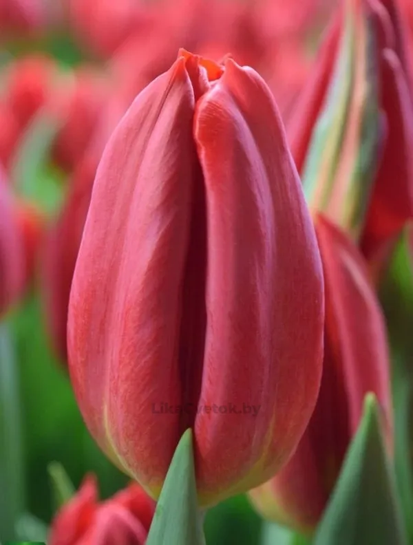 Тюльпан Стронг Фаер