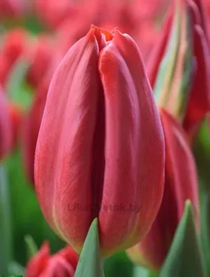 Тюльпан Стронг Фаер