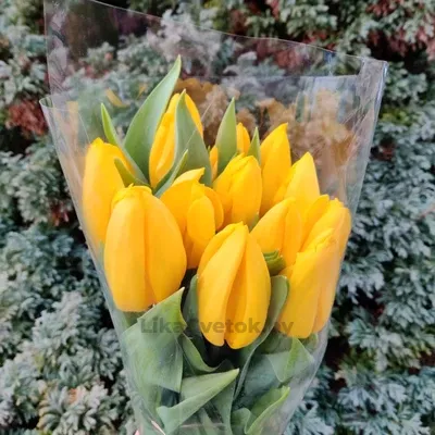 Тюльпан Стронг Голд