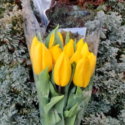 Тюльпан Стронг Голд