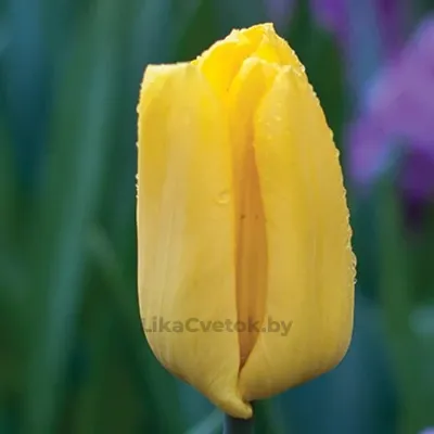 Тюльпан Стронг Голд