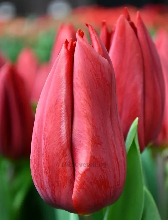 Тюльпан Стронг Лов