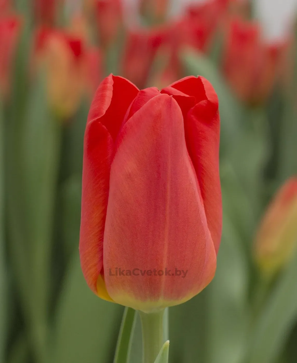 Тюльпан Санбелт