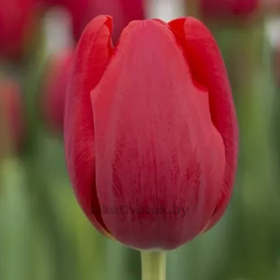 Тюльпан Суррендер