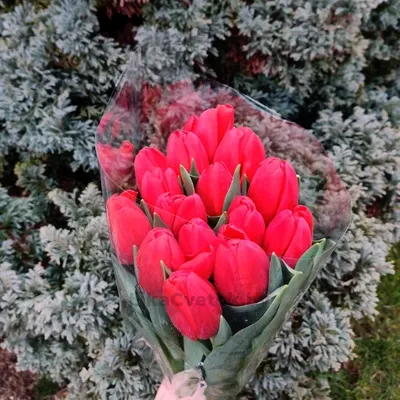 Тюльпан Суррендер