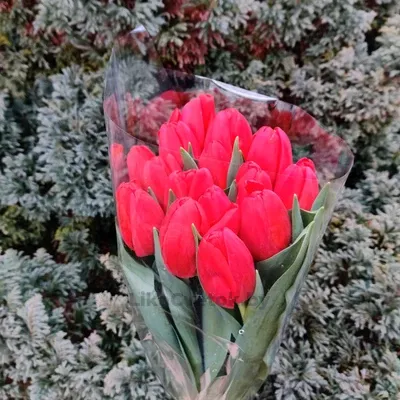 Тюльпан Суррендер