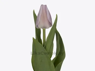 Тюльпан Свит Бриз