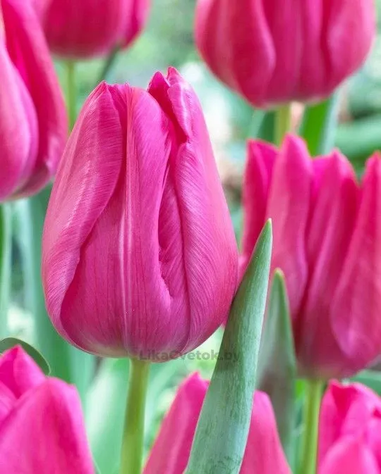 Тюльпан Свит Роузи