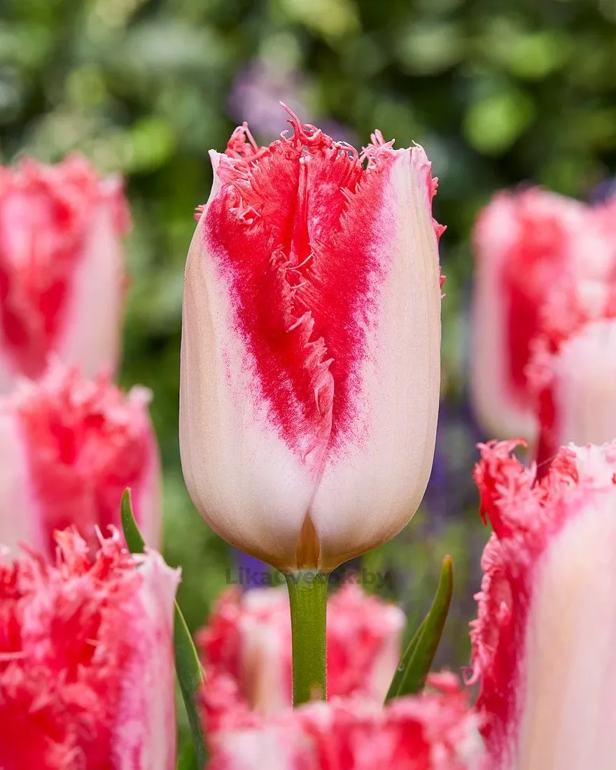 Тюльпан Свит симон