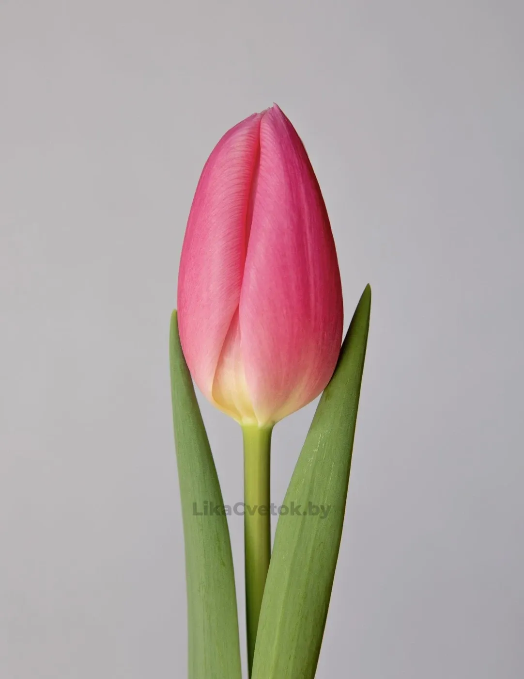 Тюльпан Свит Телле