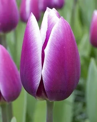 Тюльпан Синаеда Блу