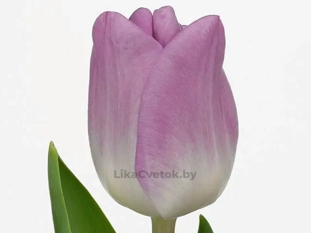 Тюльпан Тату