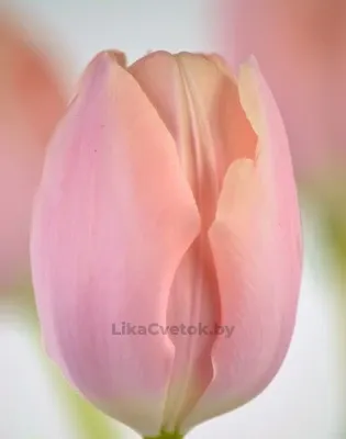 Тюльпан Тэйс Бутс