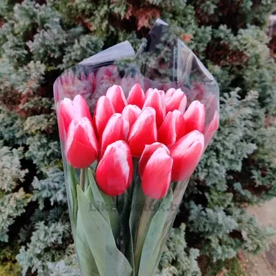 Тюльпан Таймлесс