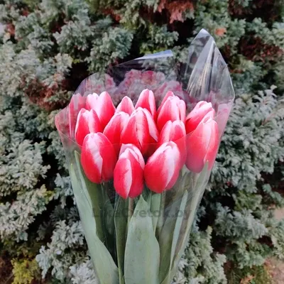 Тюльпан Таймлесс