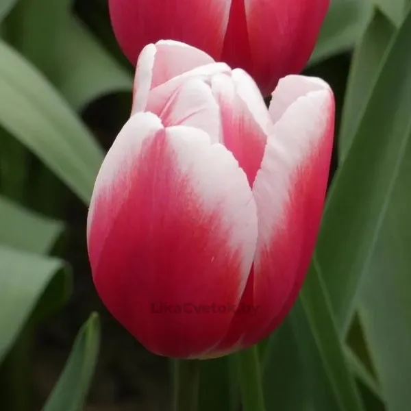 Тюльпан Таймлесс