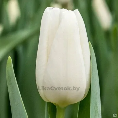 Тюльпан Апдейт