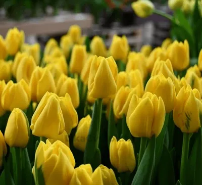 Тюльпан Веди Наполи