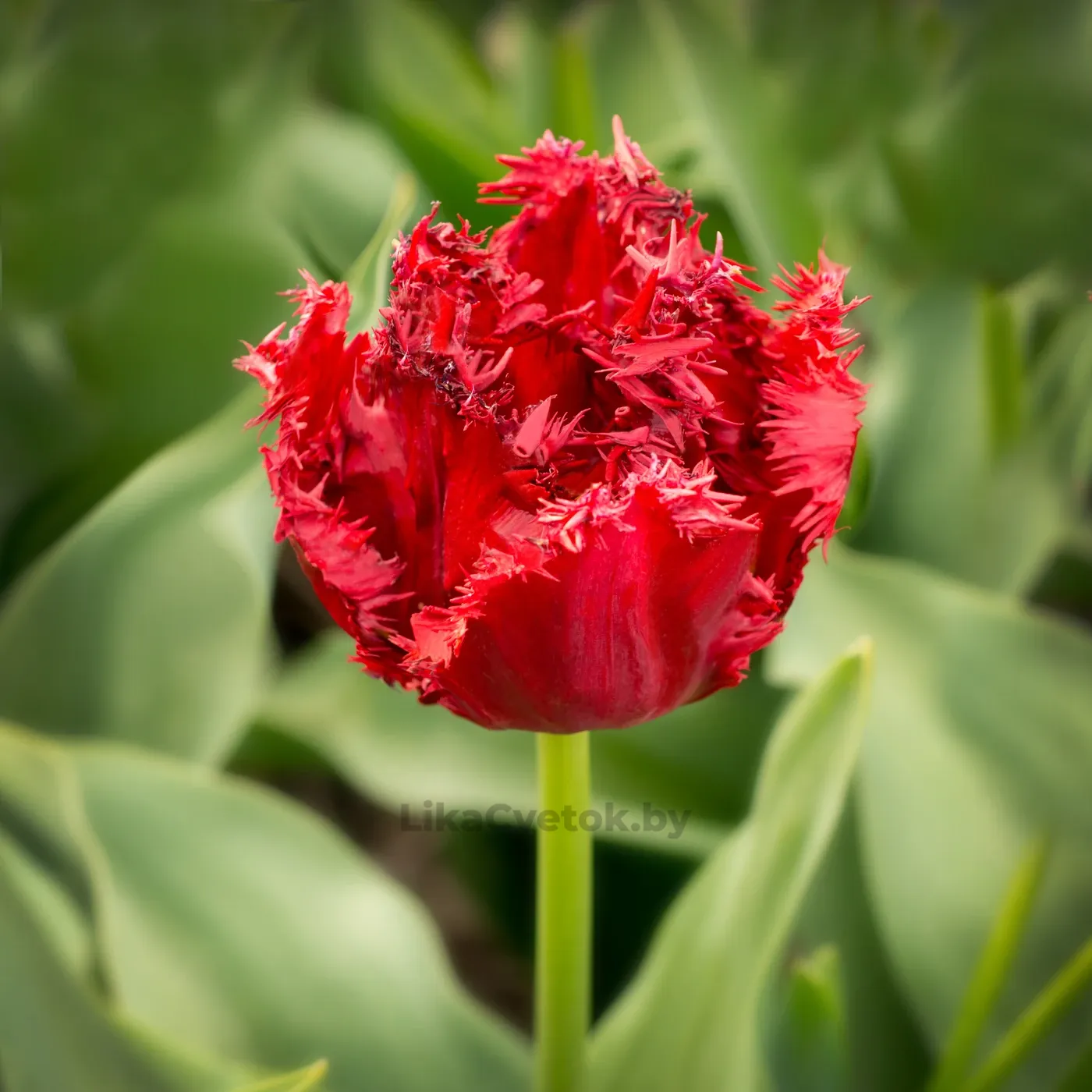 Тюльпан Версаче