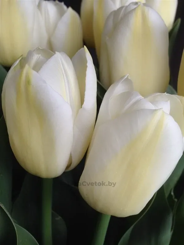 Тюльпан Уайт Династи