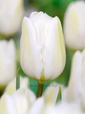 Тюльпан Уайт флаг