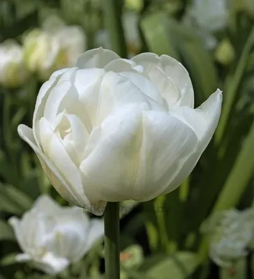 Тюльпан Уайт Харт