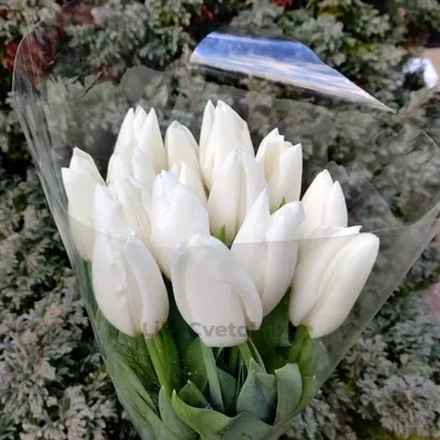 Тюльпан Уайт Хиро