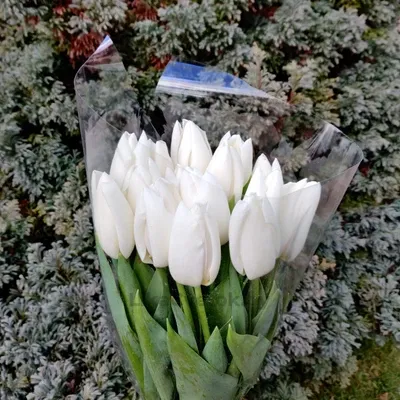 Тюльпан Уайт Хиро