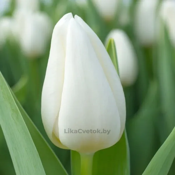 Тюльпан Уайт Хиро