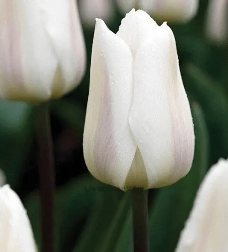 Тюльпан Уайт Марвел