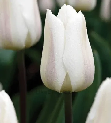 Тюльпан Уайт Марвел