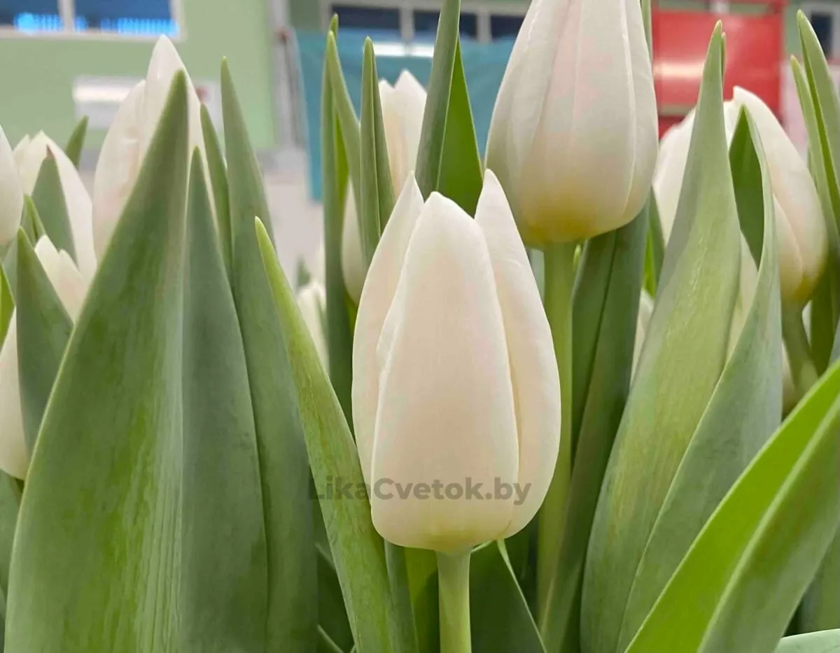 Тюльпан Уайт Ривер