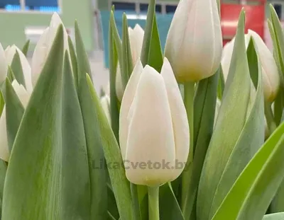 Тюльпан Уайт Ривер